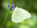 White Butterfly