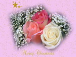 Roses for Christmas