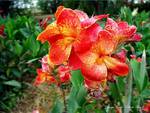 Orange Crush Canna Lilies