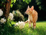 Ginger cat in the garden