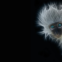 Monkey Fractal blue eyes