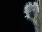 Monkey Fractal blue eyes