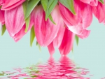 Pink Tulips