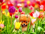 PUPPY from the TULIPS FIELDS