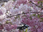 Cherry Blossoms