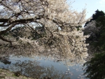 Shinjuku Gyoen