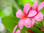 Plumeria Bokeh
