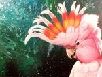 Pink Cockatoo