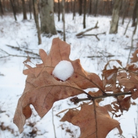 Snowy Leaves