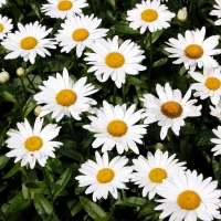 Daisies