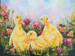 YELLOW DUCKLINGS