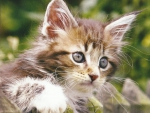 Kitten