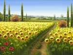 sunflower field