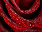 Water Drops On A Red Rose