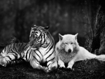 TIGER AND WOLF