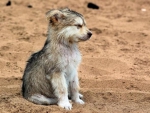ADORABLE WOLF CUB
