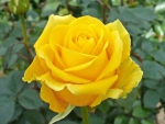 Yellow Rose