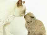 Cat and baby