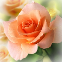 Peach-colored Rose