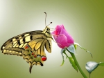 Butterfly and Rose