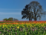 Tulip Farms