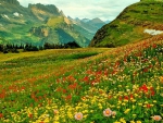 ALPINE FLOWER FIELDS