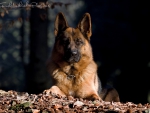 german shepherd