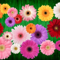 Rainbow Daisies