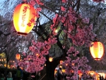 Hanami Fest