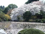 Sakura Lake
