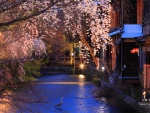 Spring in Gion