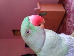 my parrot
