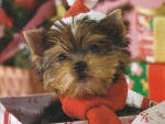 Christmas Puppy