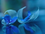 Blue Flowers