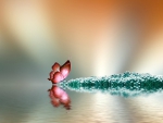 Butterfly Reflection