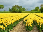 Yellow Tulip Field