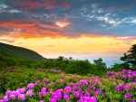Rhododendrons Sunset