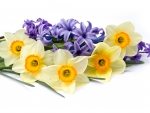 Spring Daffodils and Hyacinths