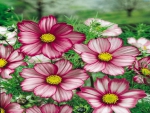 Beautiful Cosmos Flowers