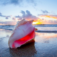 Sunrise Seashell
