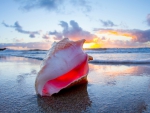 Sunrise Seashell