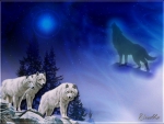 WOLVES BLUE NIGHT