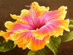 beautiful hibiscus