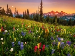 Mountain wildflowers