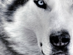 white wolf