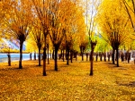 AUTUMN PARK