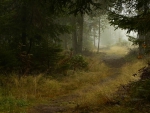 Woods in the mist
