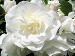 White Blossomed Roses