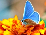 BUTTERFLY on a FLOWER