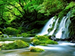 Forest waterfall